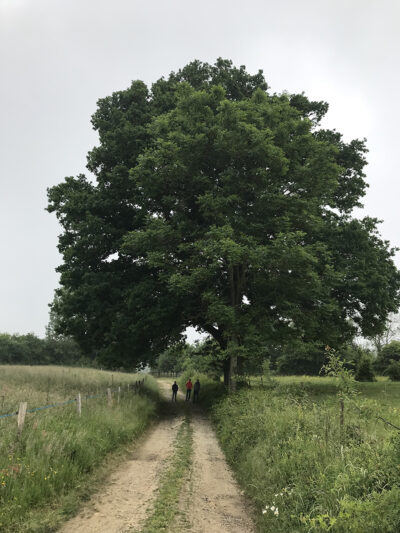 The Family Tree